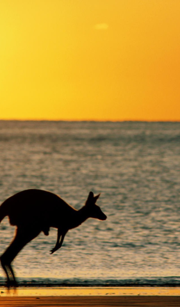 Закат с кенгуру