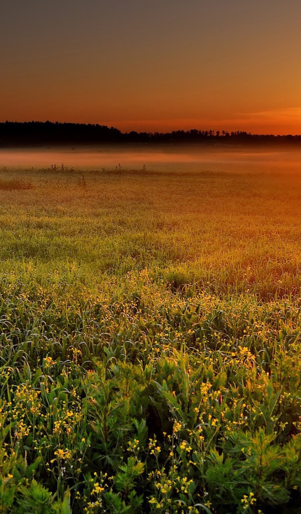 Солнце садится за лес