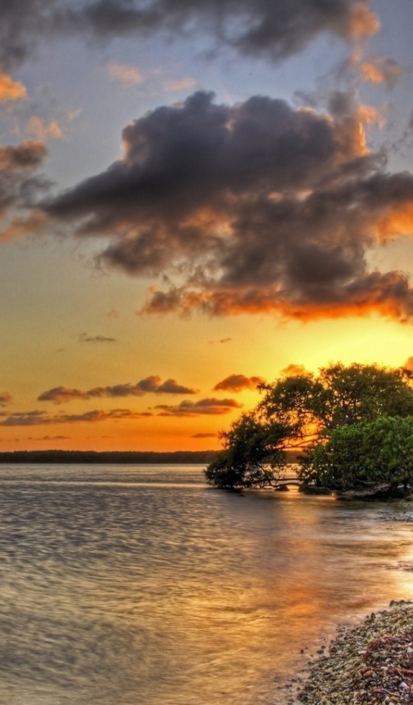 Закат над озером за деревом
