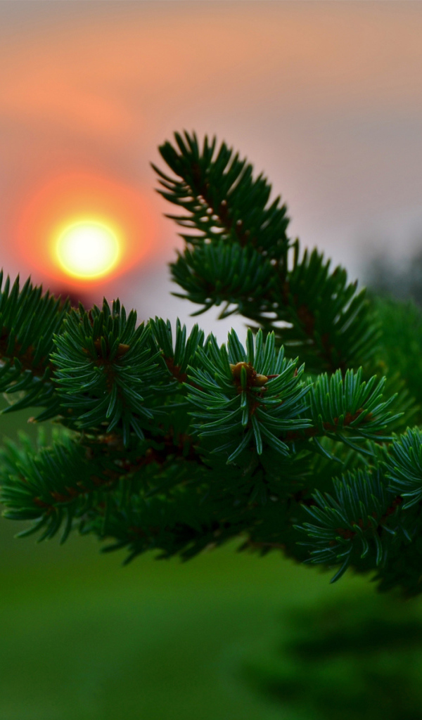 Ветка ели на закате