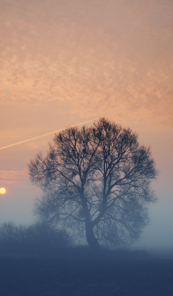 Дерево в тумане