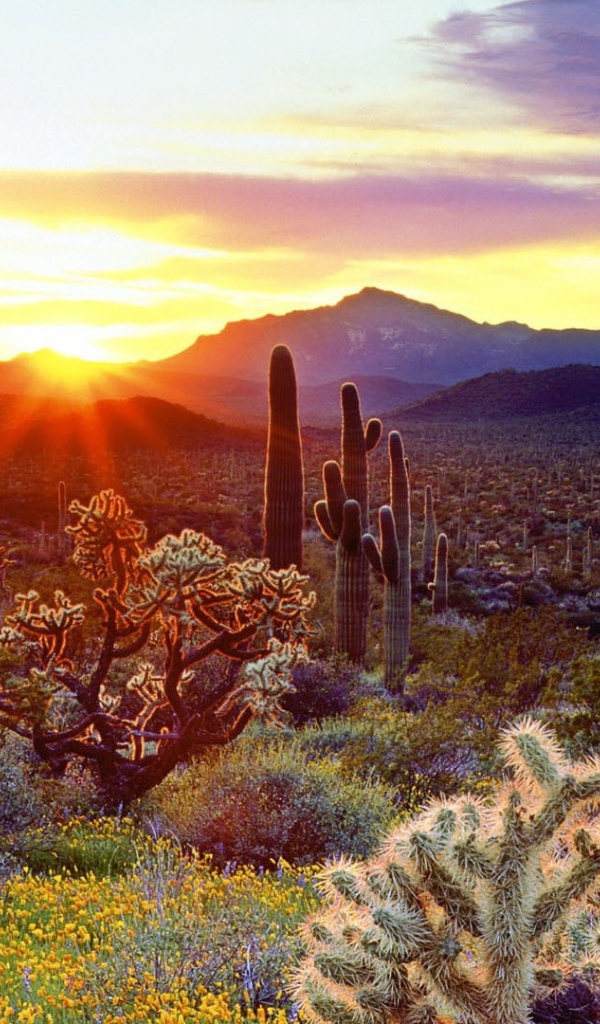 Растительность пустыни на закате