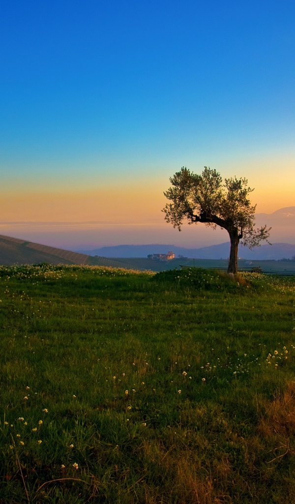 Дерево и закат