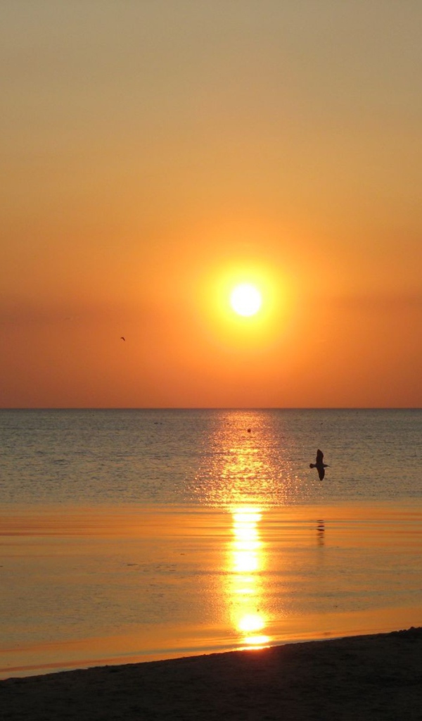 Птица над морем на закате