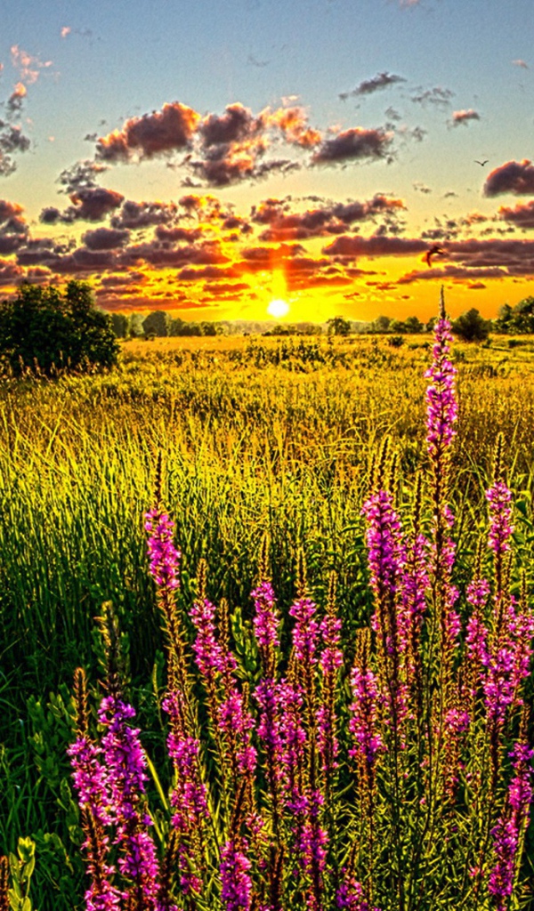 Летний закат над полем