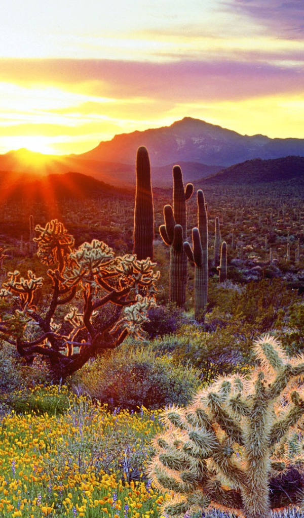 Закат над кактусами