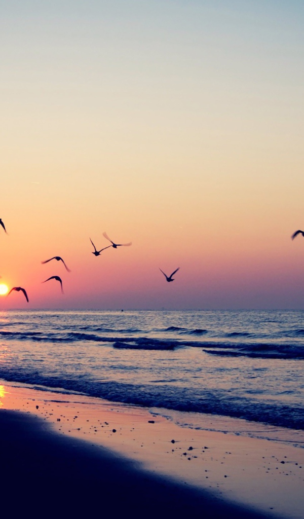 Птицы летят на закат