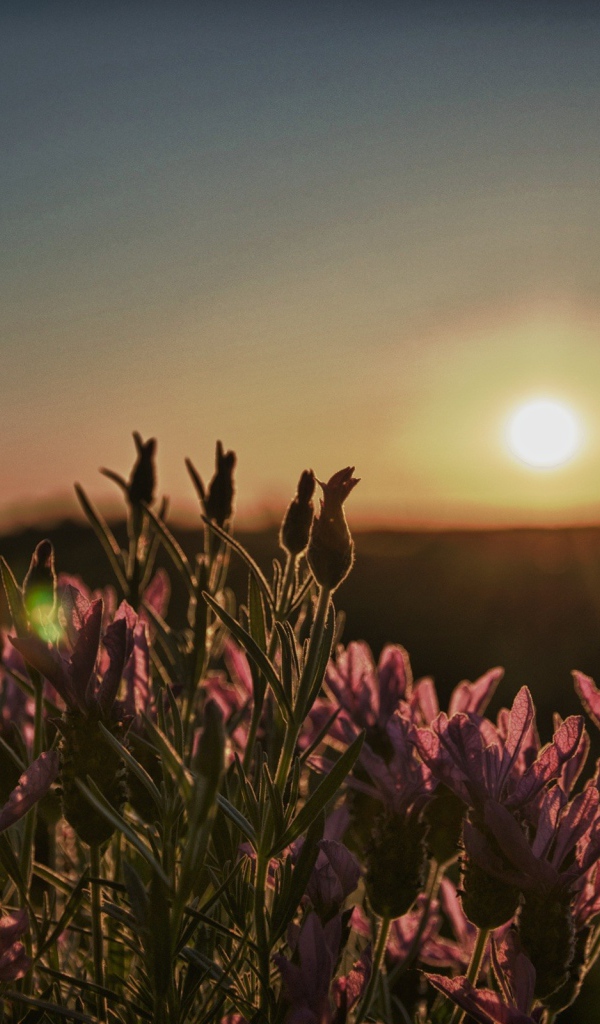 Цветы провожают солнце