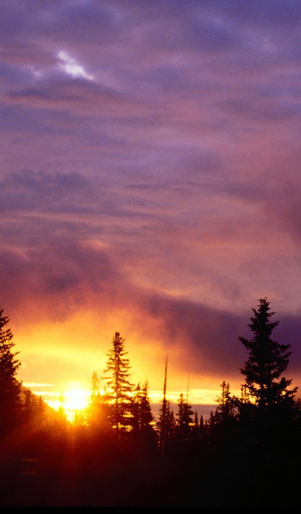 Закат в лесу