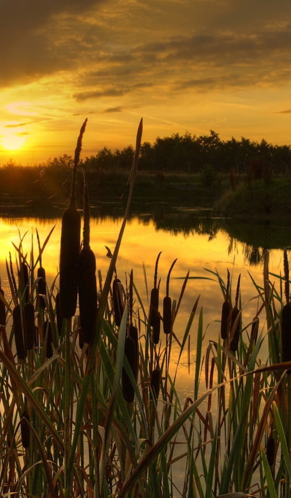 Закат в камышах