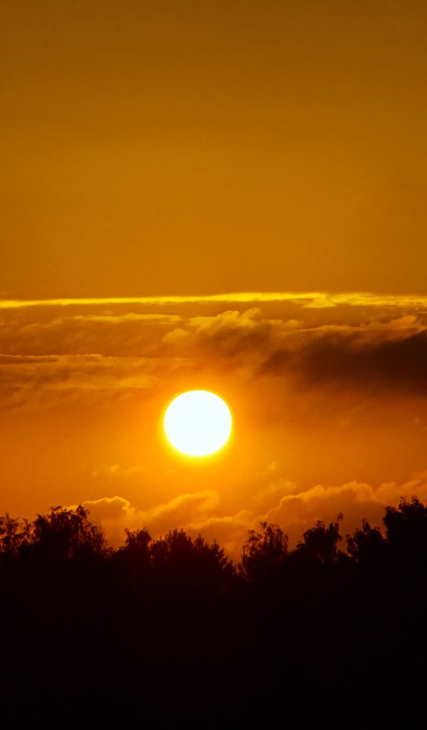 Солнце над лесом