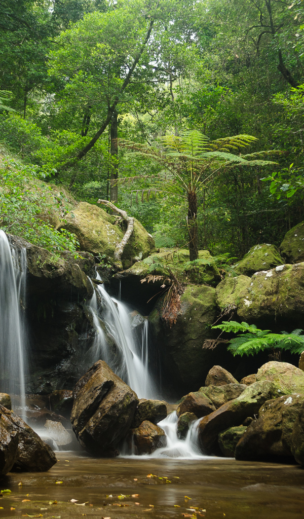 Заросли и водопад