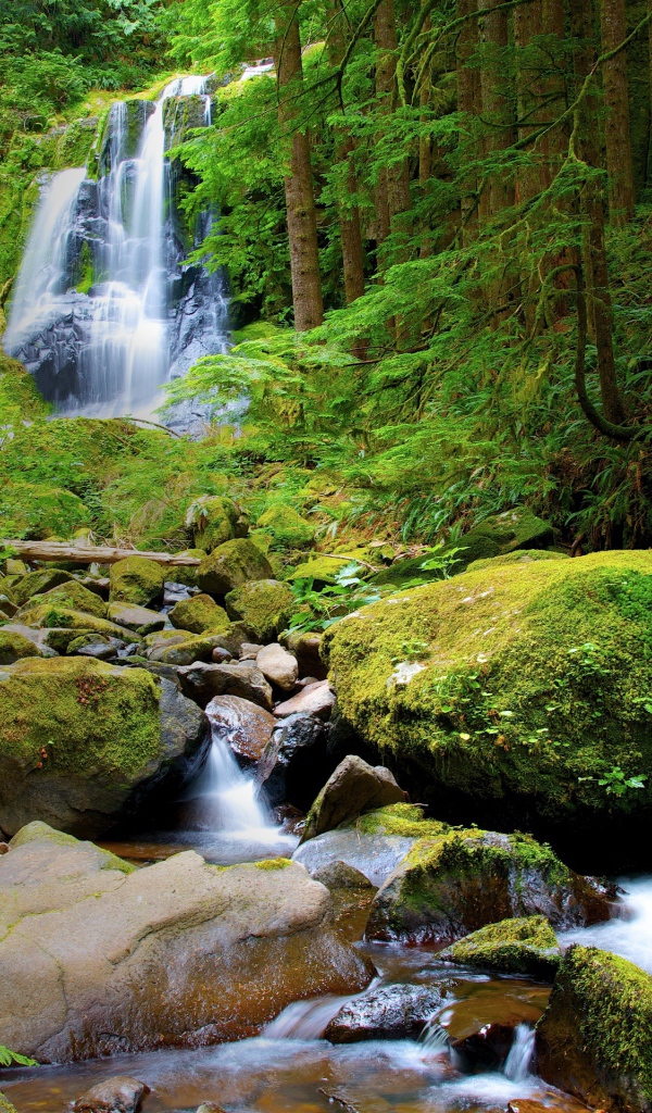 Водопад в густом лесу