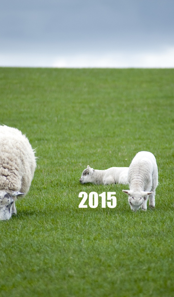 Новый Год овечки 2015