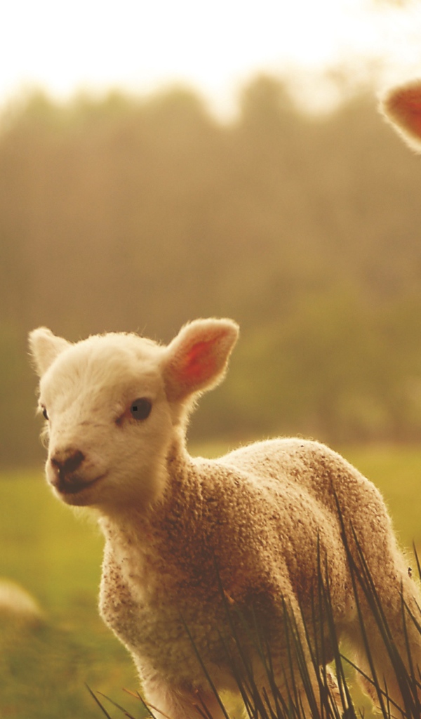 Новый Год 2015 овечки