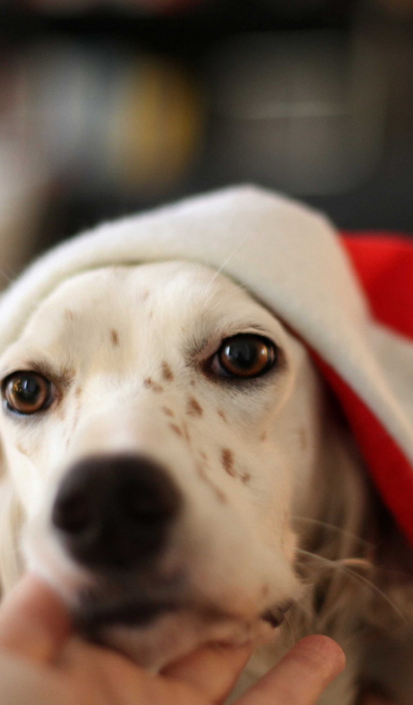 Собака встречает Новый год