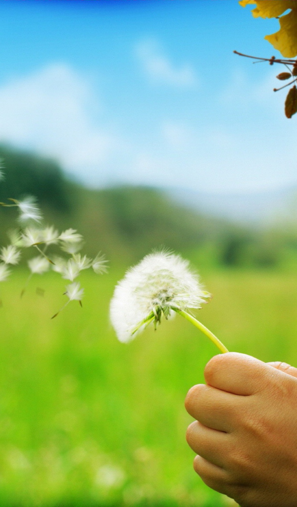 Маленькая девочка дует на одуванчик