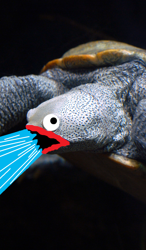 Черепаха изрыгает воду