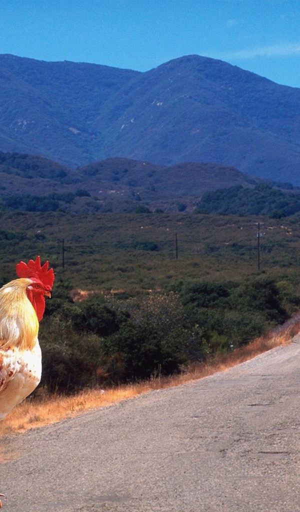 Петух переходит дорогу