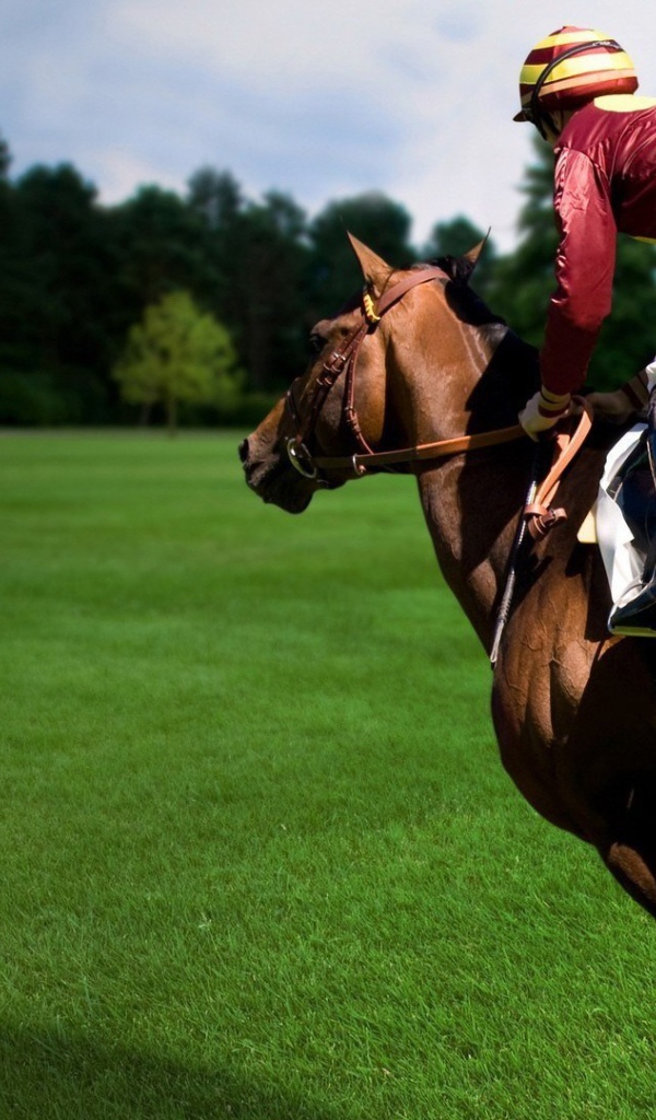 Конный спорт