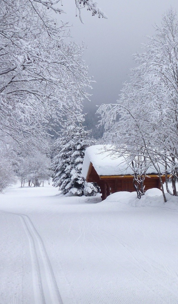 House in the winter forest