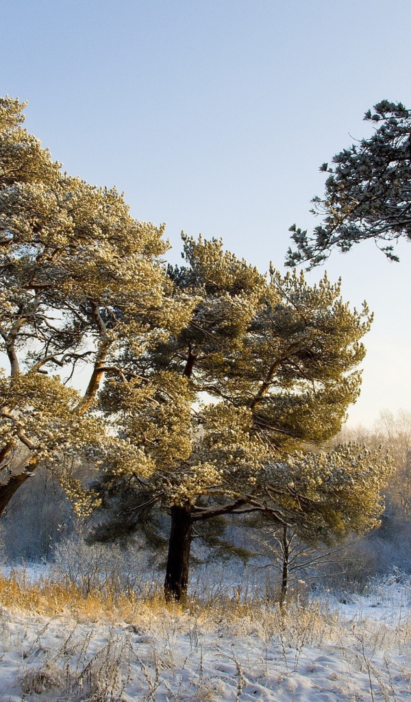 Pine tree covered with snow