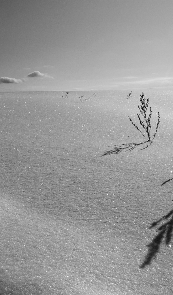 Трава занесенная снегом