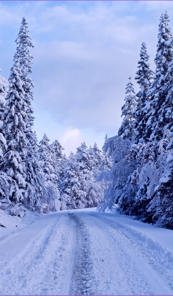 Snow-covered road through the trees