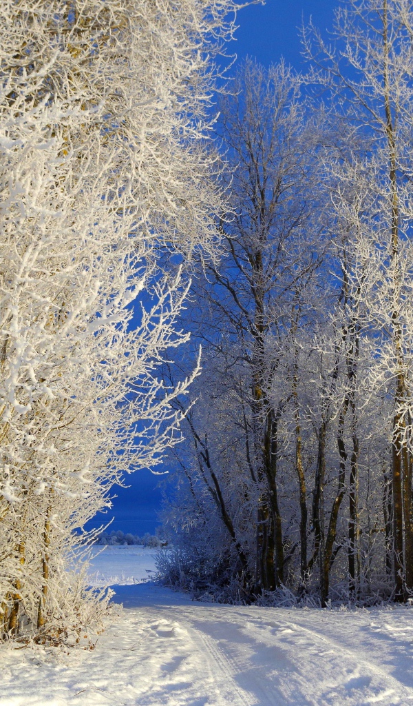 Trees covered with hoarfrost