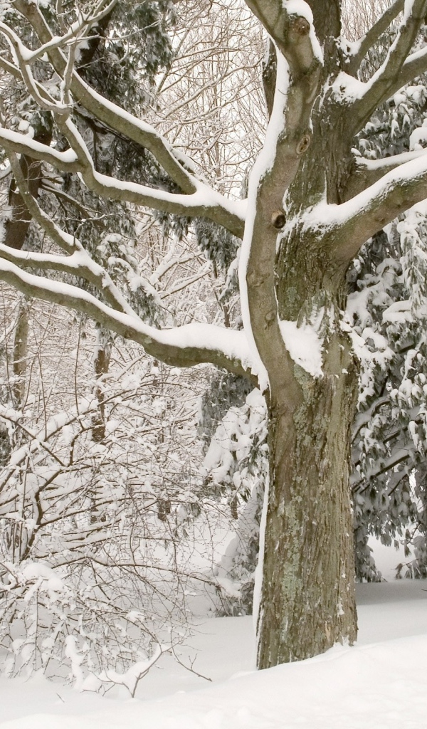 	   Trees in snow
