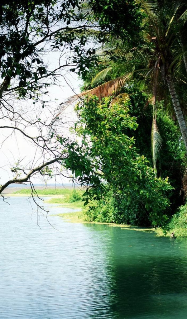 Лес на Бали