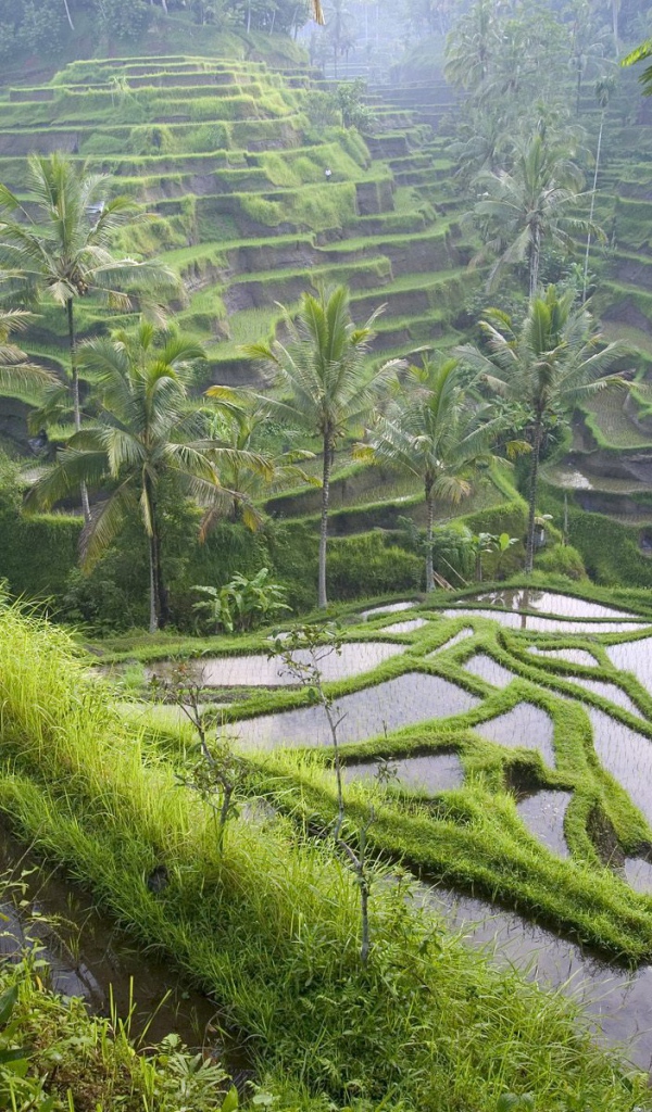 Рисовые террасы на Бали
