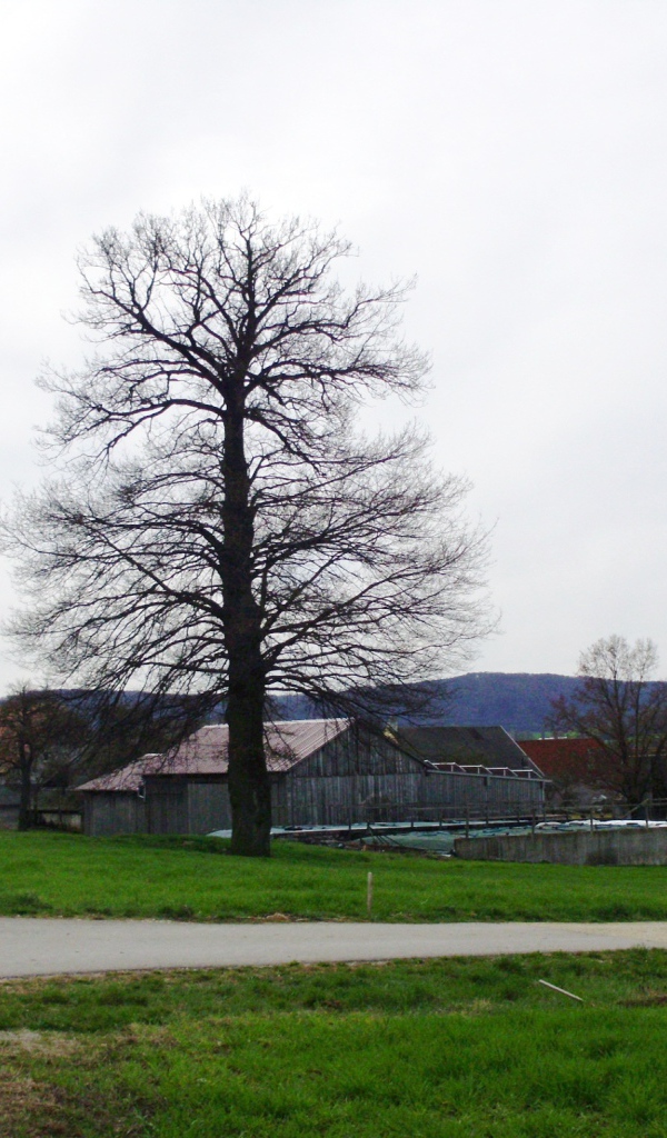 Сухое дерево в городе Лэнгенфельд, Австрия