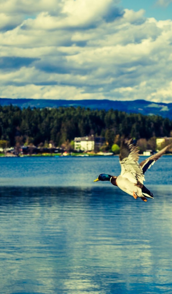 Утка над озером Клопайнер Зее, Австрия