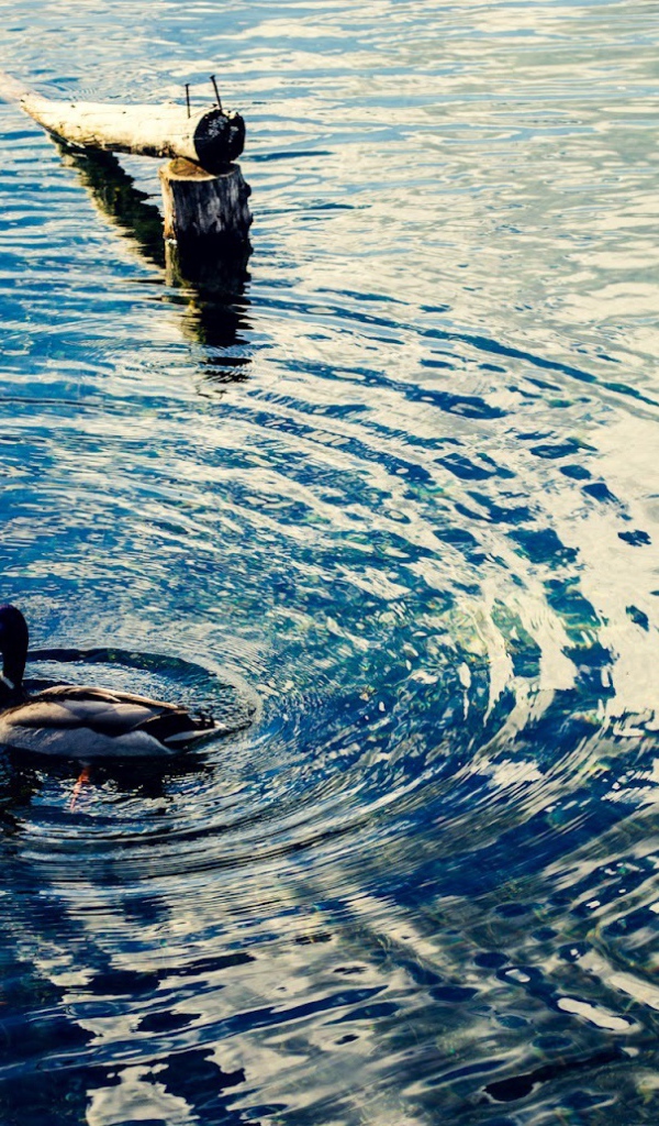 Утка на воде озера Клопайнер Зее, Австрия
