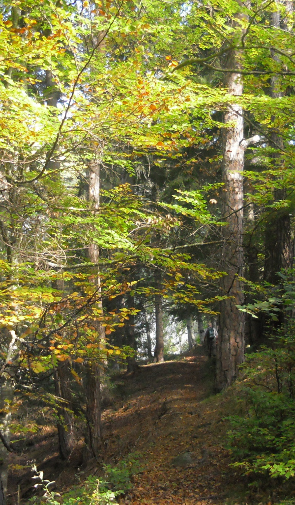 Лес на курорте Тельфс-Бюхен, Австрия