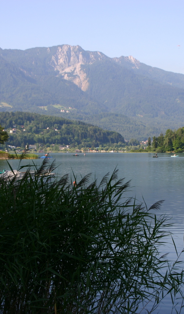 Камыши на озере на курорте Фаакер-Зее, Австрия
