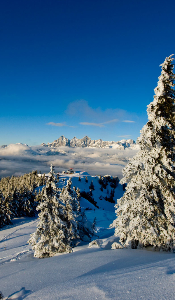 Заснеженная ель на горнолыжном курорте Шладминг, Австрия