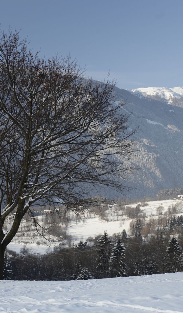 Дерево на фоне гор на курорте Лиенц, Австрия