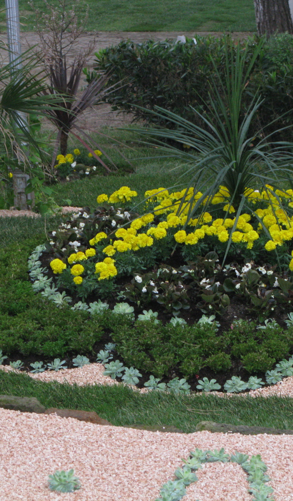 Желтые цветы на курорте Баден, Австрия