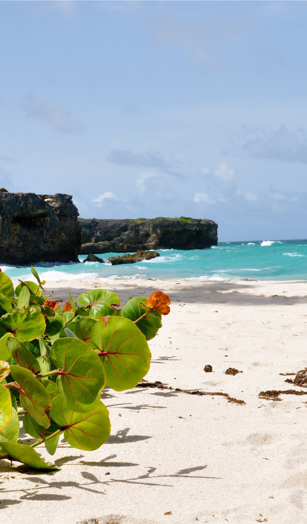 Восхитительный вид на пляж в Барбадосе