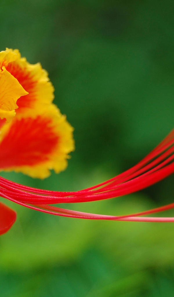 Красивый цветок в Барбадосе