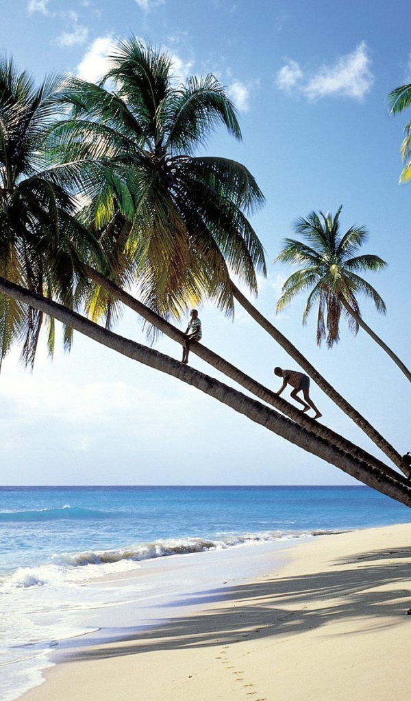 Пальмы на пляже в Барбадосе