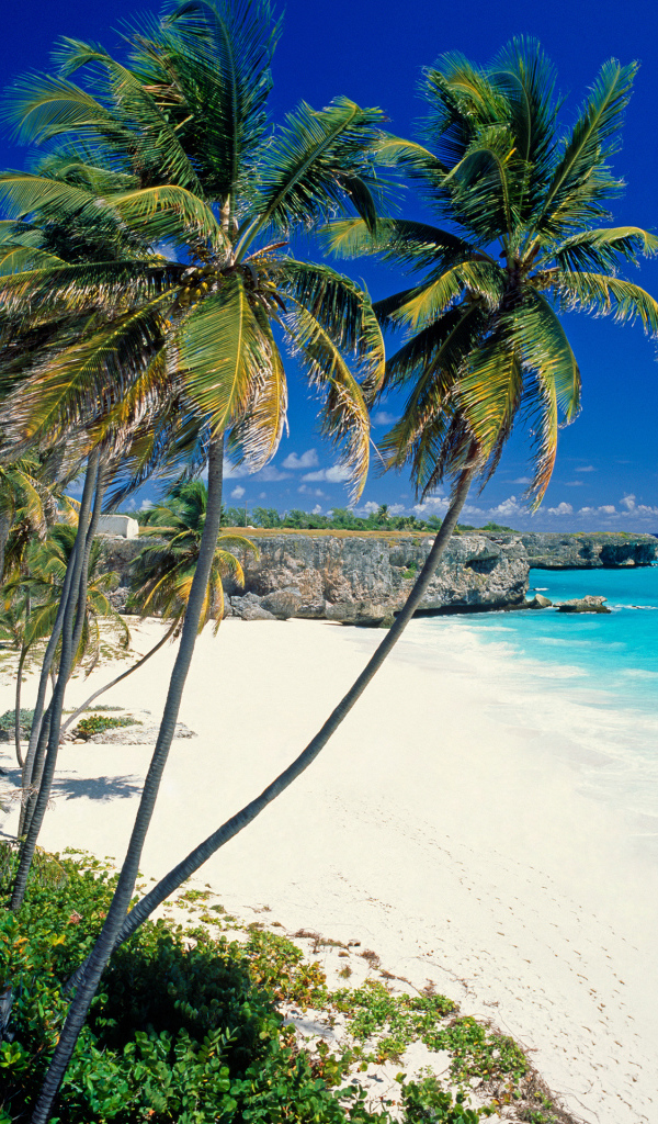 Солнечный берег в Барбадосе