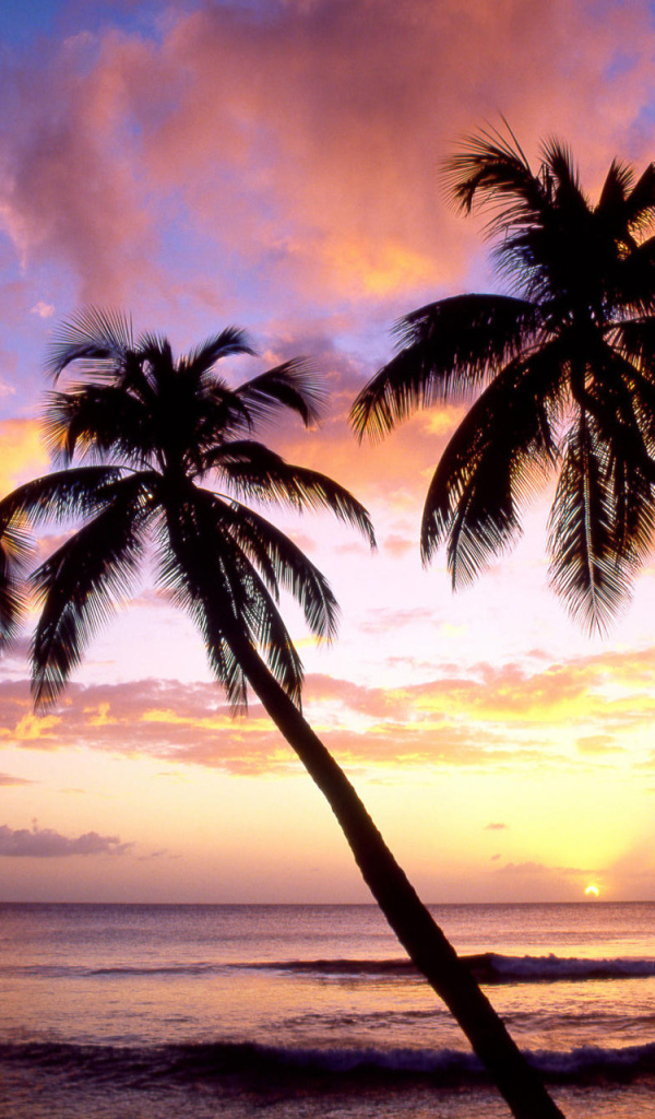 Три пальмы в Барбадосе