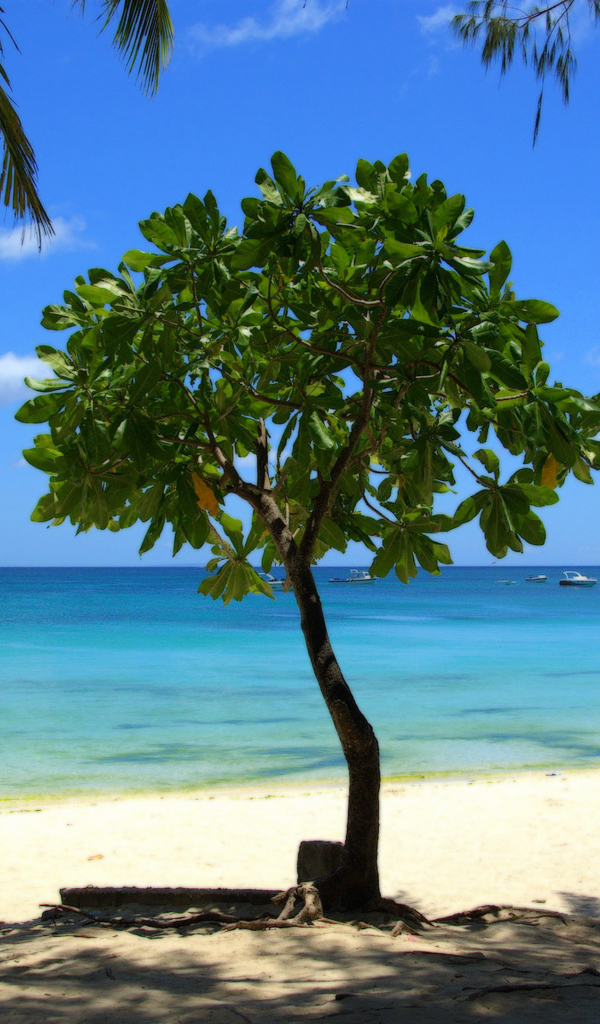 Дерево в Барбадосе