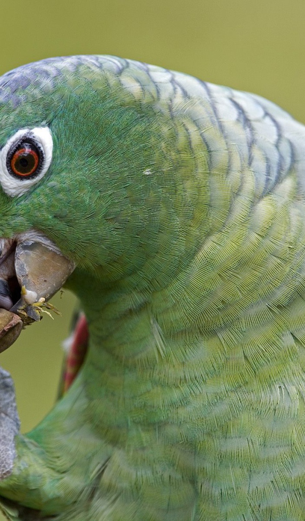 Эффектное Перу