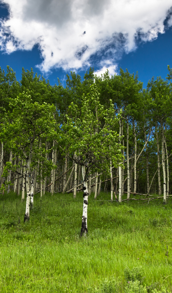 Альберта, Канада