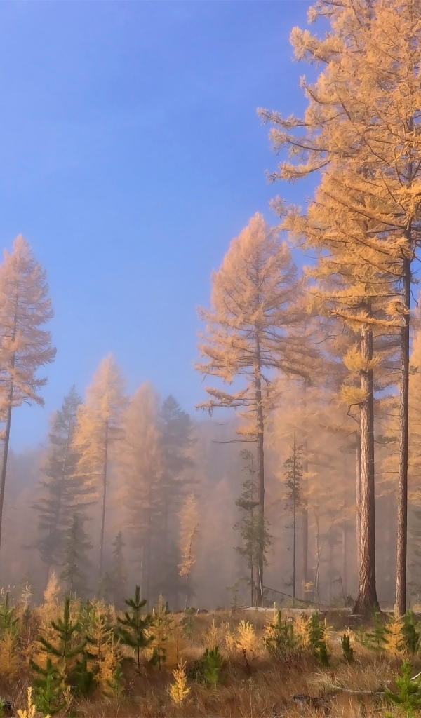 Доисторические леса, Британская Колумбия, Канада