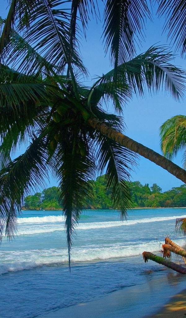 Пальмы на Коста-Рика